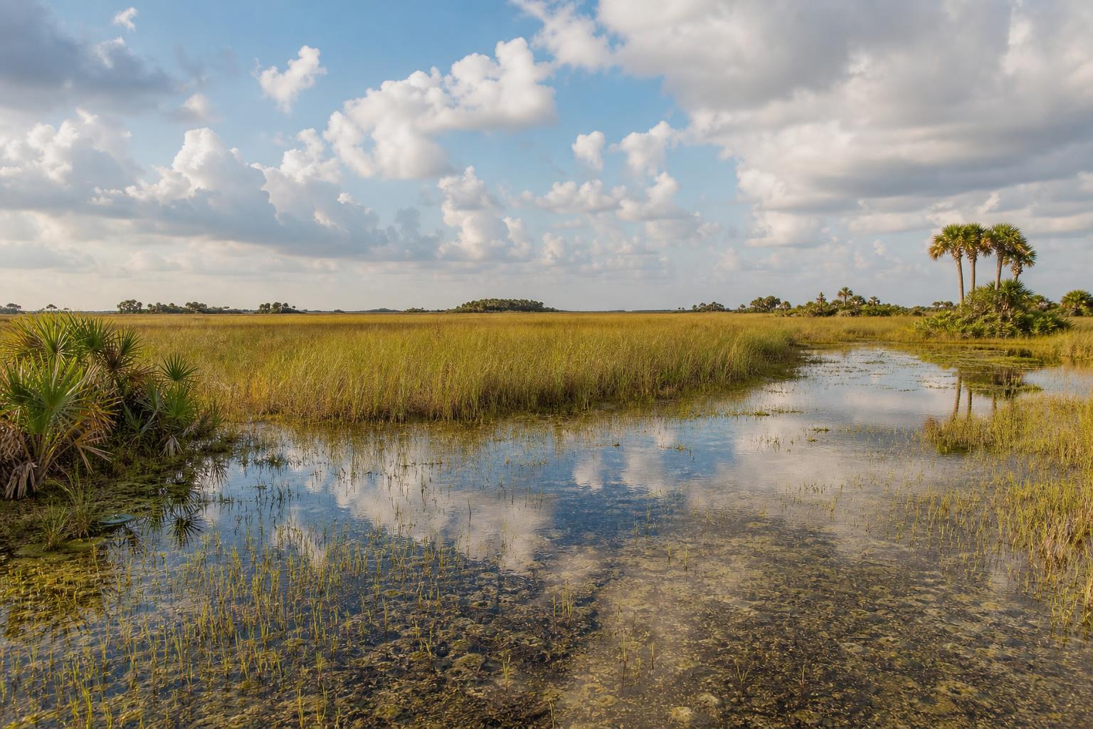 Aerial view of golden-hour palmetto prairie in Hendry County