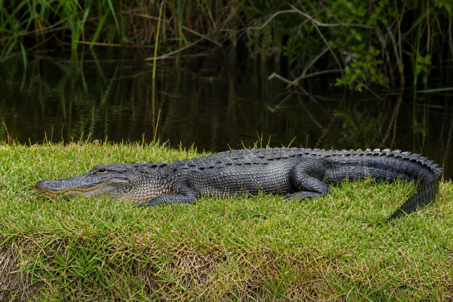 Reptiles